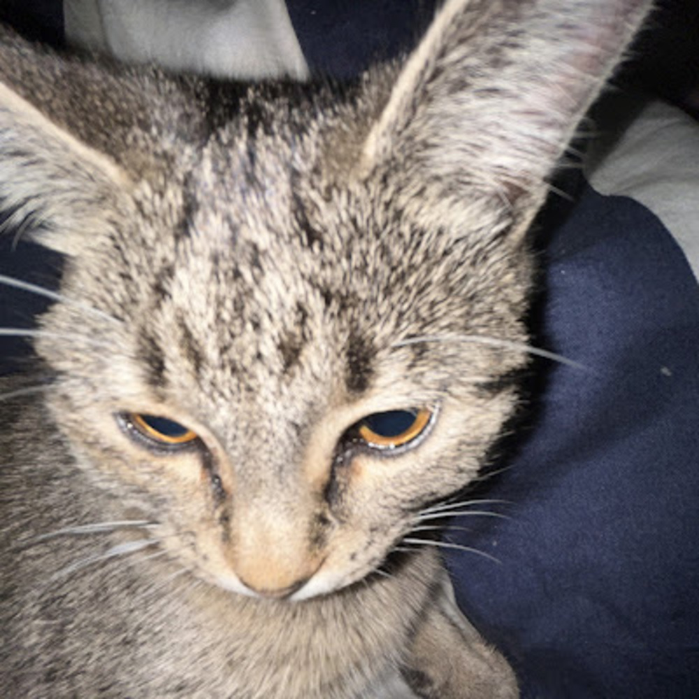 Meet your Posher, Lily